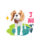 キャバリア"うみ"のスタンプ【子犬編】（個別スタンプ：4）