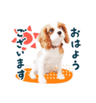 キャバリア"うみ"のスタンプ【子犬編】（個別スタンプ：5）