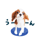 キャバリア"うみ"のスタンプ【子犬編】（個別スタンプ：12）