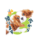 キャバリア"うみ"のスタンプ【子犬編】（個別スタンプ：25）