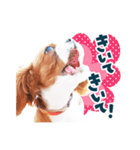 キャバリア"うみ"のスタンプ【子犬編】（個別スタンプ：31）