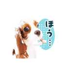 キャバリア"うみ"のスタンプ【子犬編】（個別スタンプ：40）