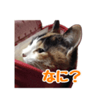 三毛猫ガロちゃん。（個別スタンプ：3）