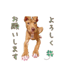 犬のベス★PTAや仕事で使える写真スタンプ（個別スタンプ：5）