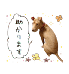 犬のベス★PTAや仕事で使える写真スタンプ（個別スタンプ：7）