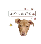 犬のベス★PTAや仕事で使える写真スタンプ（個別スタンプ：9）