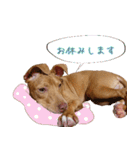 犬のベス★PTAや仕事で使える写真スタンプ（個別スタンプ：18）