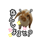 うさぎの麦と犬のさくら（個別スタンプ：2）