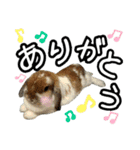 うさぎの麦と犬のさくら（個別スタンプ：3）