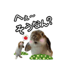 うさぎの麦と犬のさくら（個別スタンプ：4）