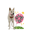 うさぎの麦と犬のさくら（個別スタンプ：13）