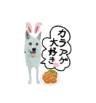 うさぎの麦と犬のさくら（個別スタンプ：15）