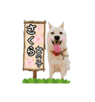 うさぎの麦と犬のさくら（個別スタンプ：16）