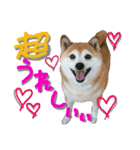 しば犬SHIBAINU（個別スタンプ：4）