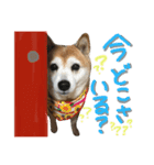 しば犬SHIBAINU（個別スタンプ：5）