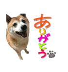 しば犬SHIBAINU（個別スタンプ：6）