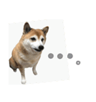 しば犬SHIBAINU（個別スタンプ：8）