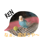 セキセイインコのJIN＆RENの日常会話( ◜ᴗ◝)（個別スタンプ：9）