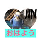 セキセイインコのJIN＆RENの日常会話( ◜ᴗ◝)（個別スタンプ：15）