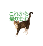 ウチの猫「ちひろ」スタンプ（個別スタンプ：1）