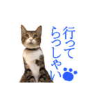 ウチの猫「ちひろ」スタンプ（個別スタンプ：6）