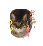 なかよし猫のモコとレイ（個別スタンプ：4）