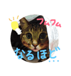 なかよし猫のモコとレイ（個別スタンプ：11）