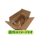 ねこのじゃっく（個別スタンプ：13）