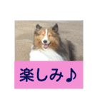 かわいいシェルティ(cute sheltie)（個別スタンプ：1）