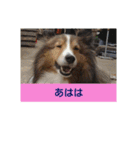 かわいいシェルティ(cute sheltie)（個別スタンプ：2）