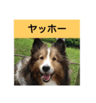 かわいいシェルティ(cute sheltie)（個別スタンプ：3）