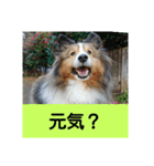 かわいいシェルティ(cute sheltie)（個別スタンプ：4）