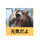 かわいいシェルティ(cute sheltie)（個別スタンプ：5）