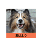 かわいいシェルティ(cute sheltie)（個別スタンプ：6）