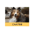 かわいいシェルティ(cute sheltie)（個別スタンプ：7）