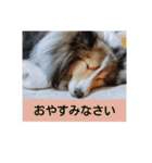 かわいいシェルティ(cute sheltie)（個別スタンプ：8）