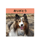 かわいいシェルティ(cute sheltie)（個別スタンプ：9）