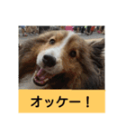 かわいいシェルティ(cute sheltie)（個別スタンプ：10）