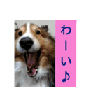 かわいいシェルティ(cute sheltie)（個別スタンプ：11）