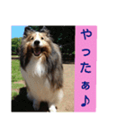 かわいいシェルティ(cute sheltie)（個別スタンプ：12）