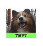 かわいいシェルティ(cute sheltie)（個別スタンプ：13）