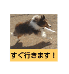 かわいいシェルティ(cute sheltie)（個別スタンプ：14）