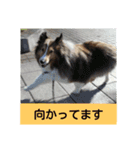 かわいいシェルティ(cute sheltie)（個別スタンプ：15）