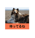 かわいいシェルティ(cute sheltie)（個別スタンプ：16）