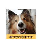 かわいいシェルティ(cute sheltie)（個別スタンプ：17）