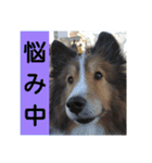 かわいいシェルティ(cute sheltie)（個別スタンプ：20）