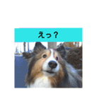 かわいいシェルティ(cute sheltie)（個別スタンプ：21）