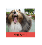 かわいいシェルティ(cute sheltie)（個別スタンプ：22）