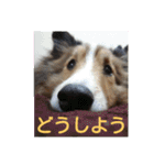 かわいいシェルティ(cute sheltie)（個別スタンプ：24）