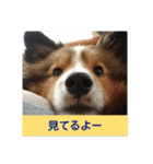 かわいいシェルティ(cute sheltie)（個別スタンプ：25）